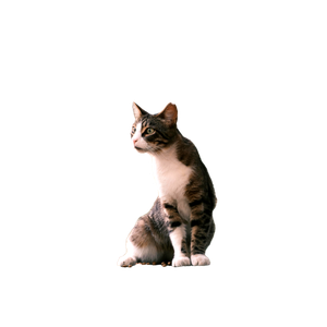 Cute Domestic Cat Sitting Outdoors In Izmir, TüRkiye, In A Natural Setting. 19034 - Cat PNG image with transparent background